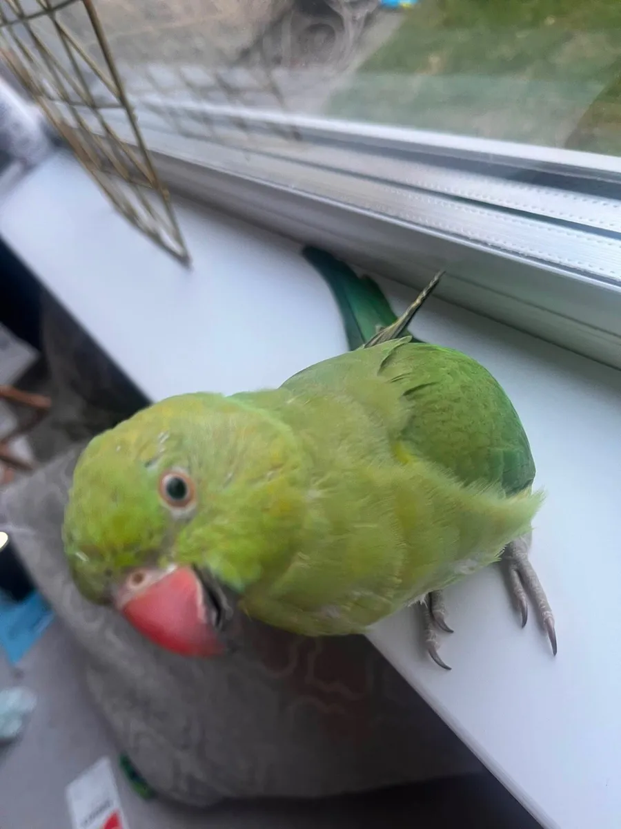 Pair of Hand-Tame Ringnecks + Large Cage & Food - Image 3