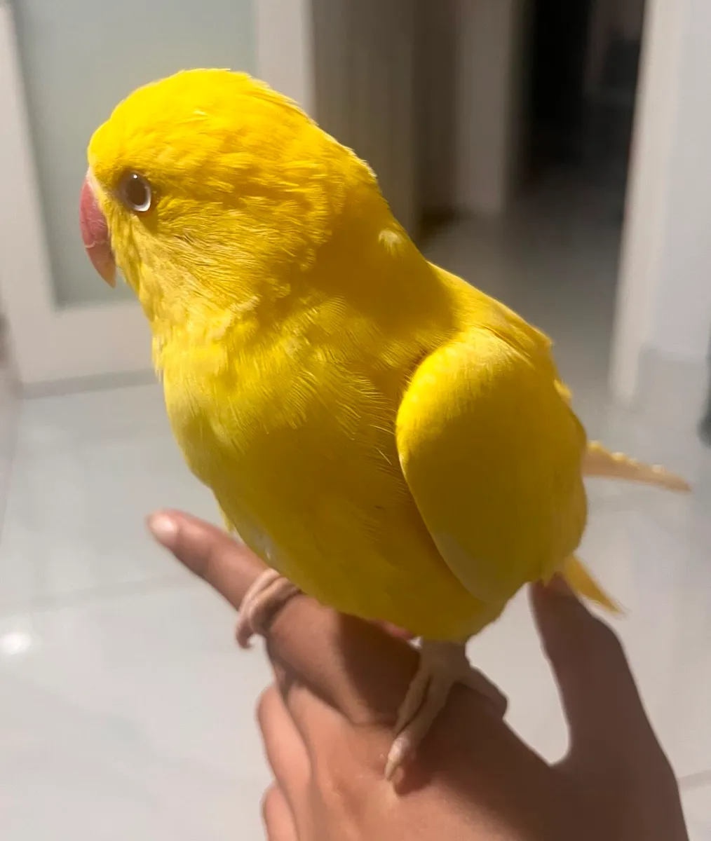 Pair of Hand-Tame Ringnecks + Large Cage & Food - Image 1