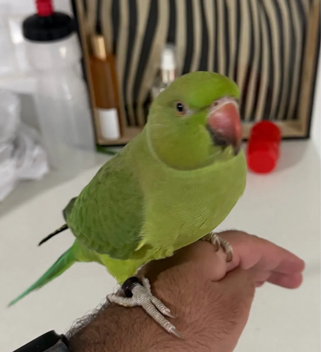 Pair of Hand-Tame Ringnecks + Large Cage & Food - Image 4