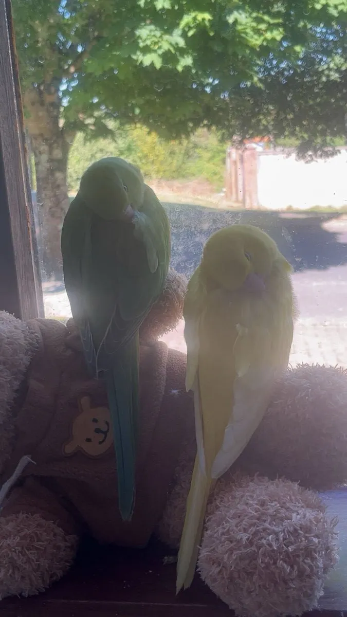 Pair of Hand-Tame Ringnecks + Large Cage & Food - Image 2