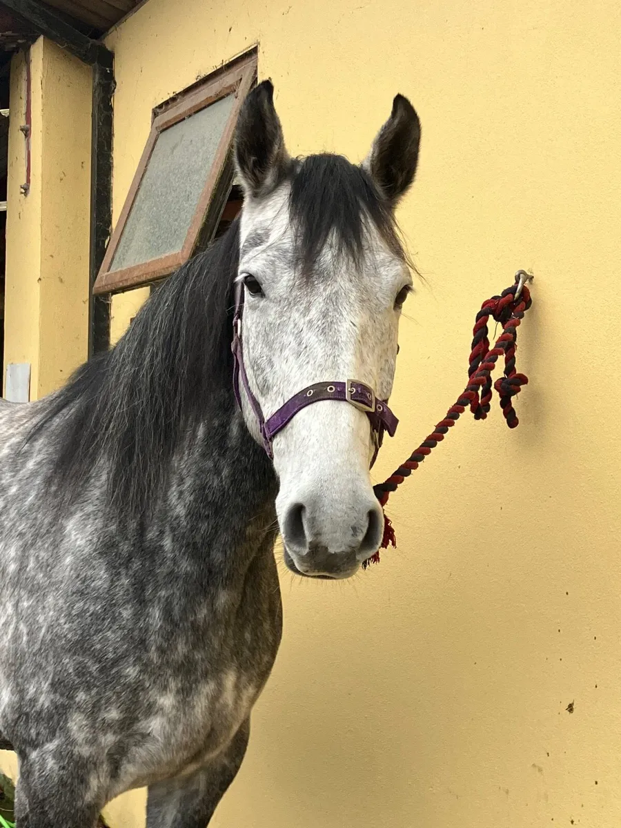 16hh 7y/o Irish Draught X mare - Image 2