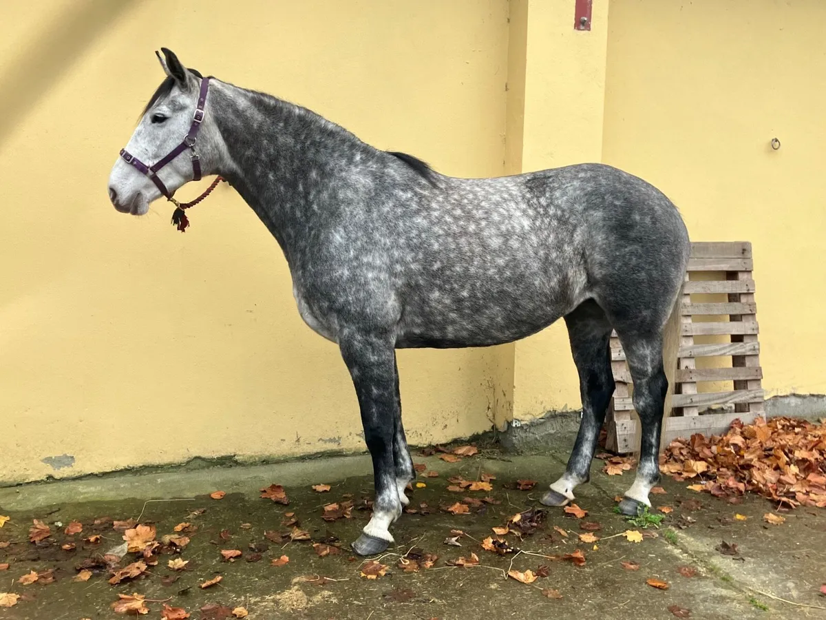 16hh 7y/o Irish Draught X mare - Image 1