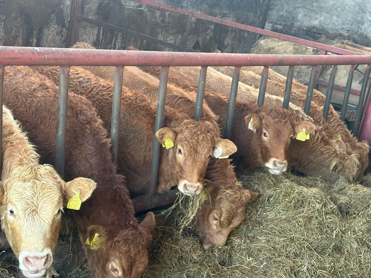 Weanling Heifers - Image 1