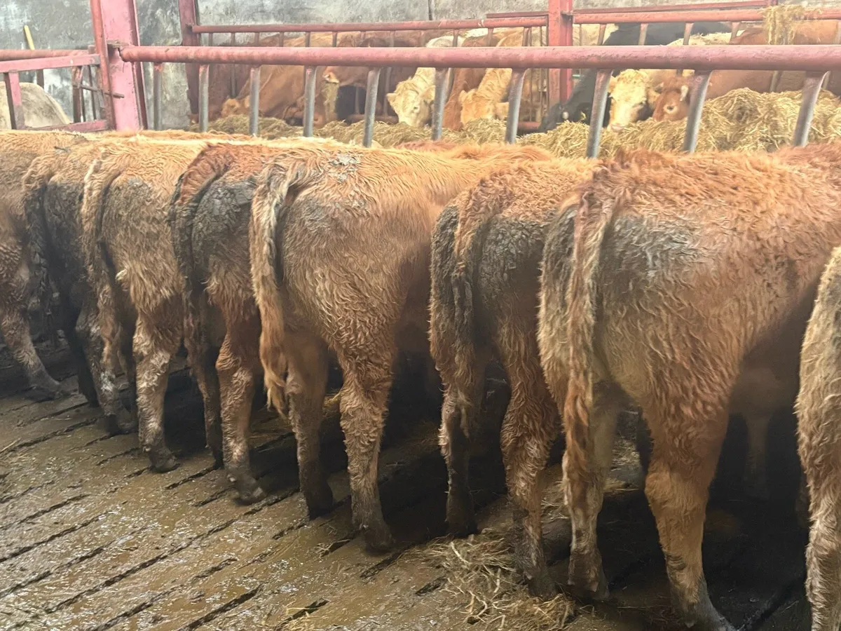 Weanling Heifers - Image 2