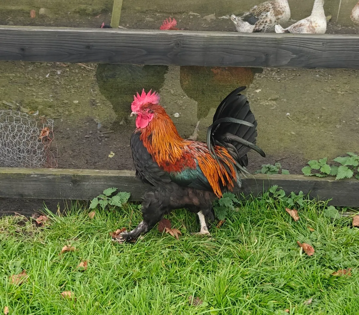 Pure Bred Copper Maran Roosters For Sale
