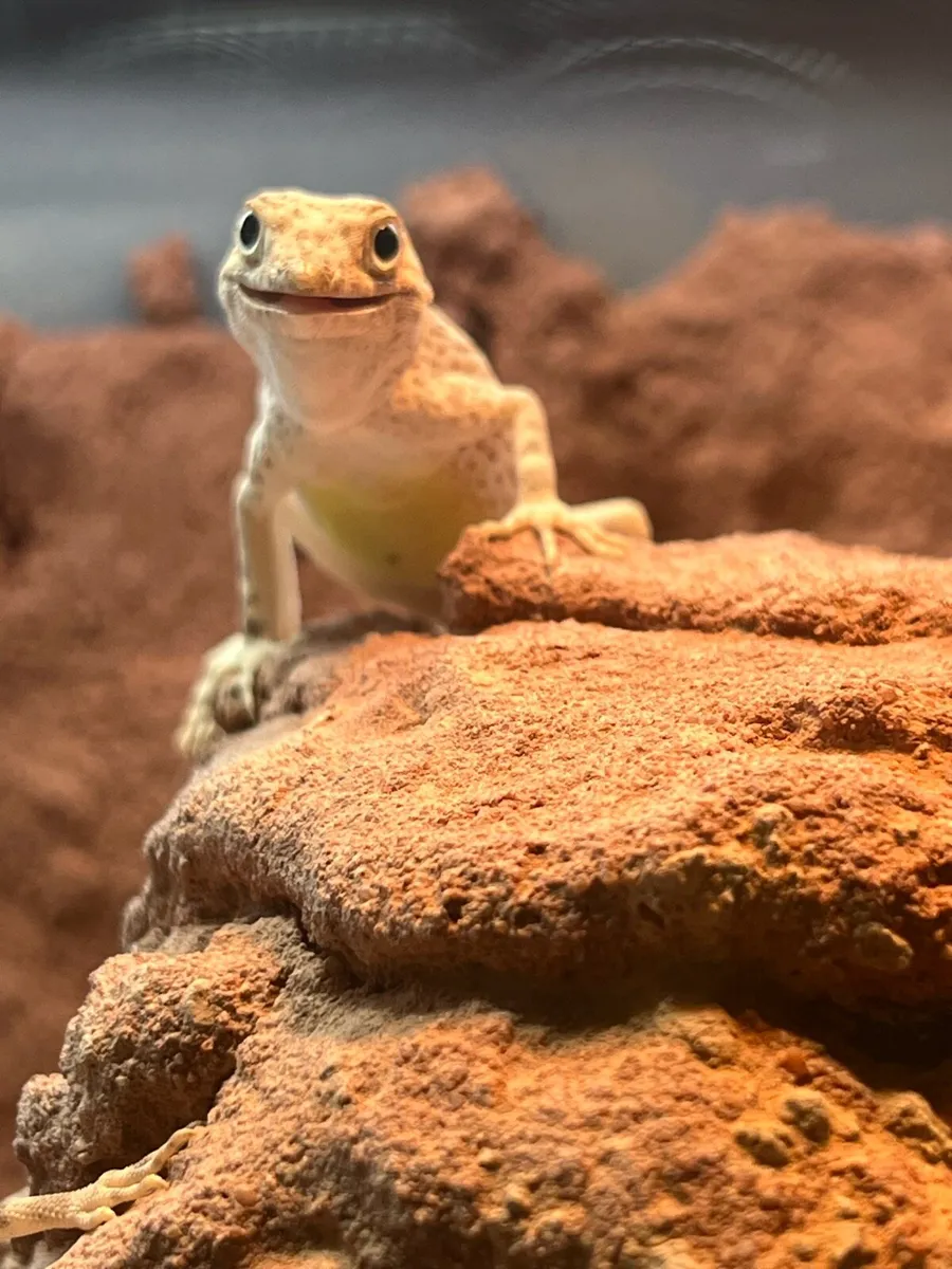 Scorpion Tailed Gecko CB male - Image 1