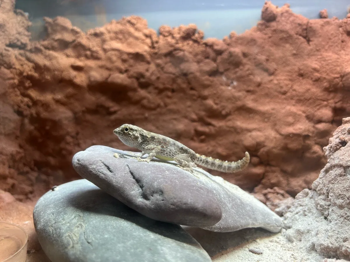 Scorpion Tailed Gecko CB male - Image 2