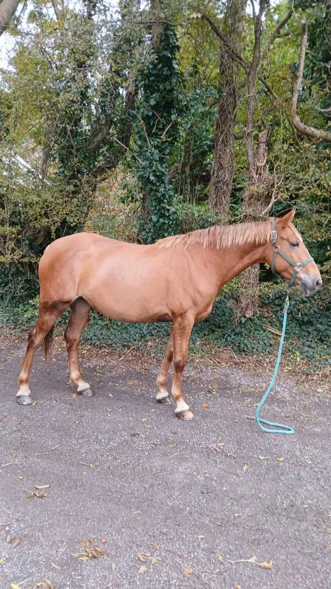 6 year old mare. - Image 2