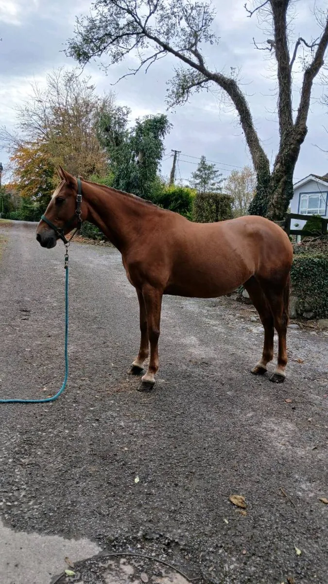 6 year old mare. - Image 3