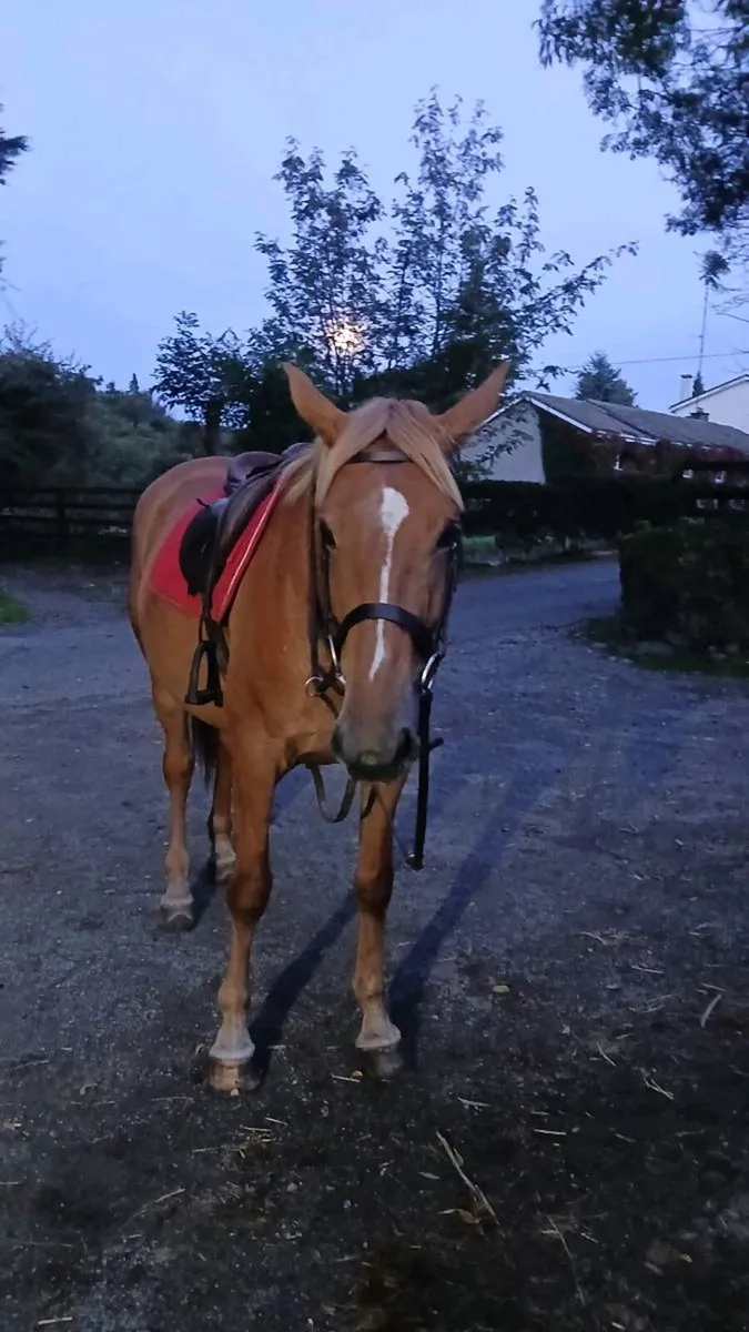 6 year old mare. - Image 4