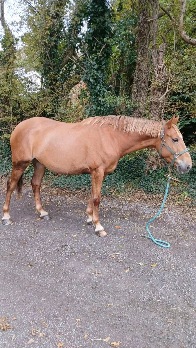 6 year old mare. - Image 1