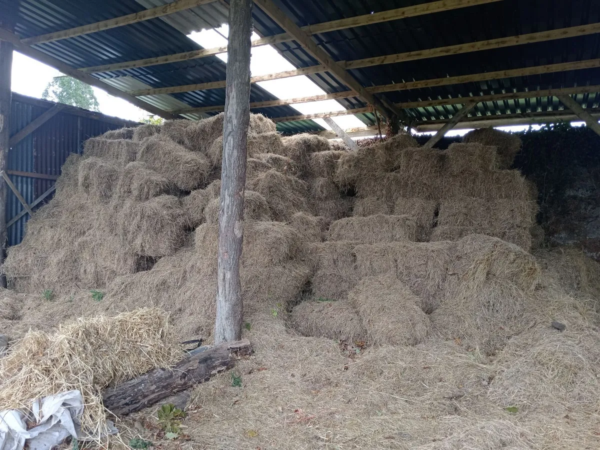 Hay small square bales - Image 2