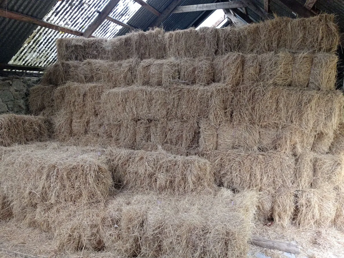 Hay small square bales - Image 1