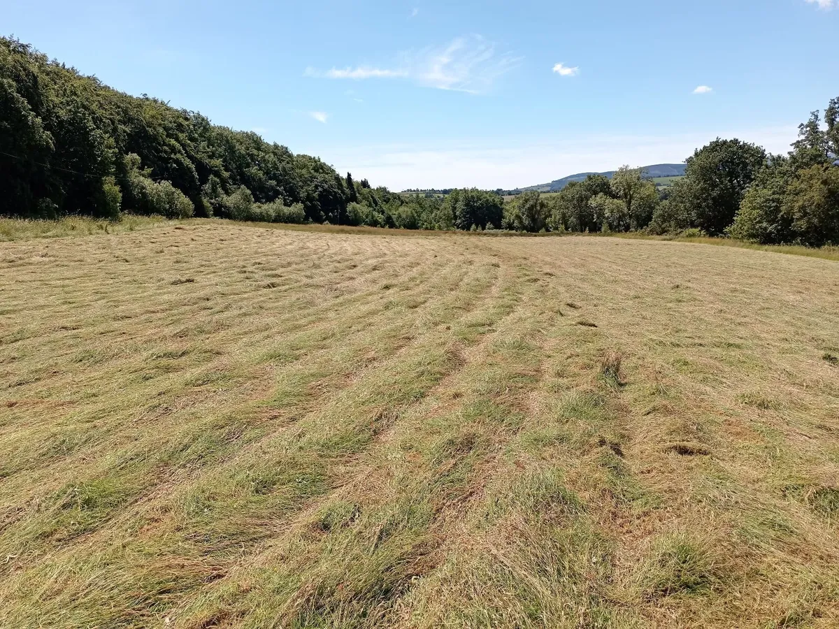 Hay small square bales - Image 3