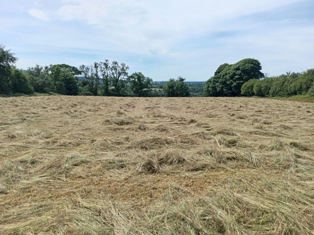 Hay small square bales - Image 4