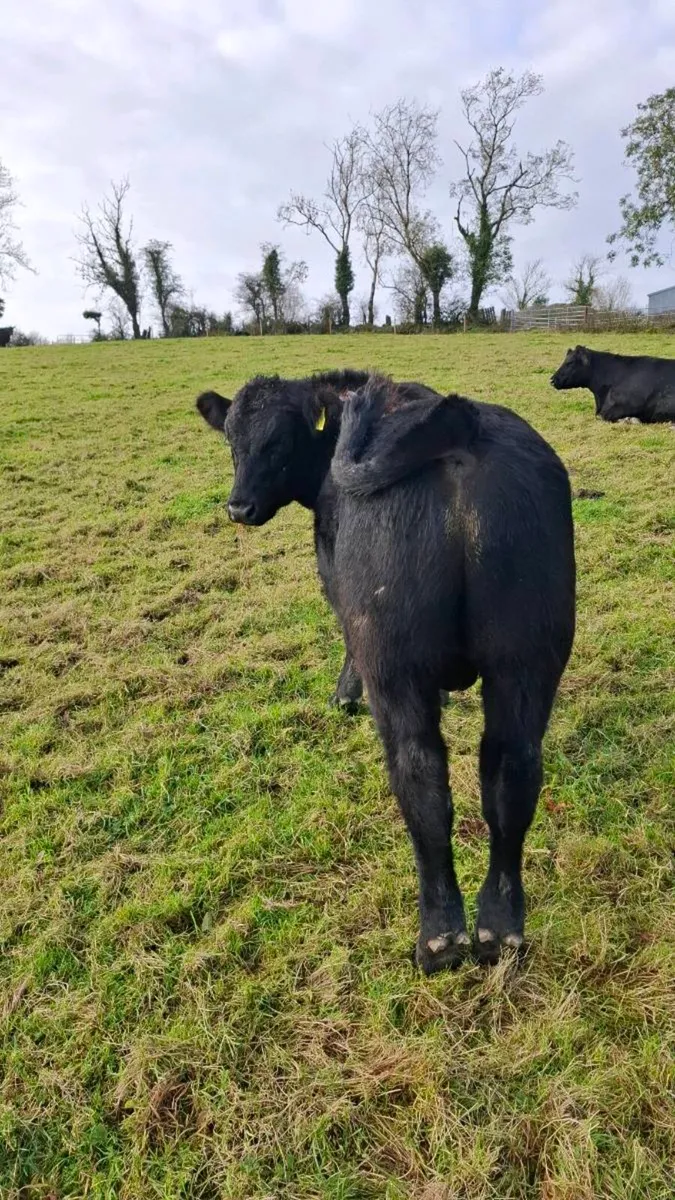 Pedigree Angus bulls - Image 2