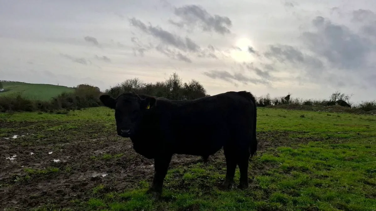 Pedigree Angus bulls - Image 3