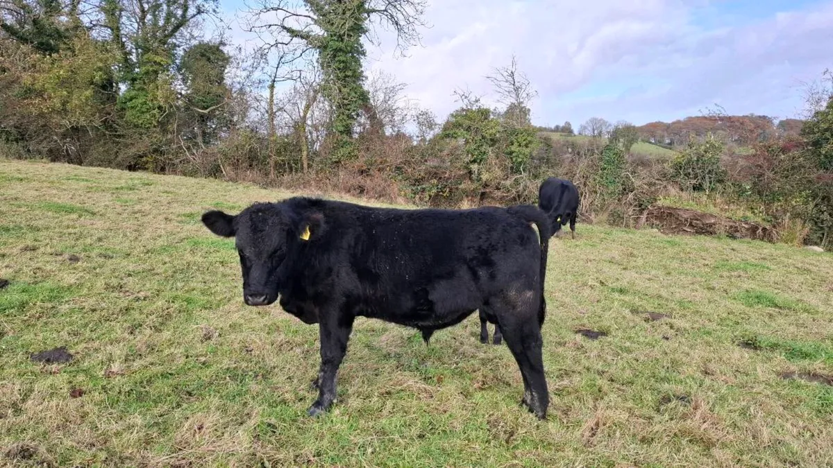 Pedigree Angus bulls - Image 1