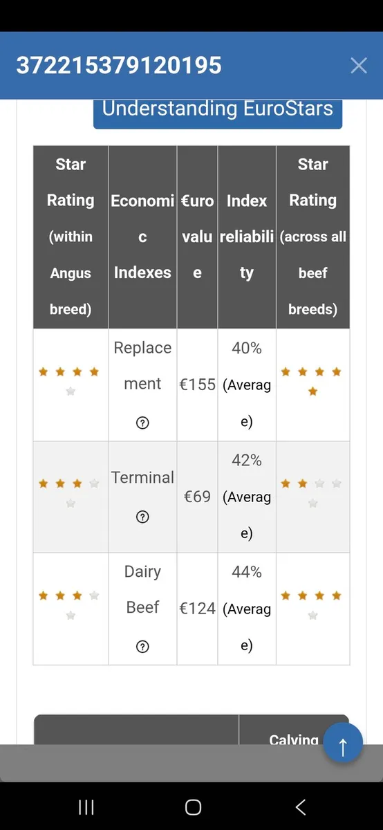 Pedigree Angus bulls - Image 4