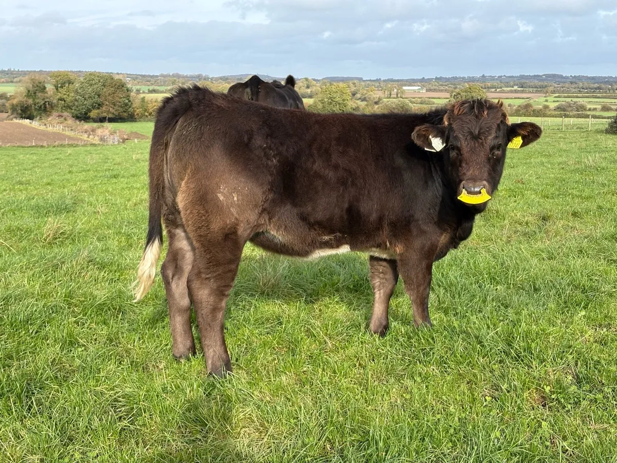Organic Weanlings - Image 2