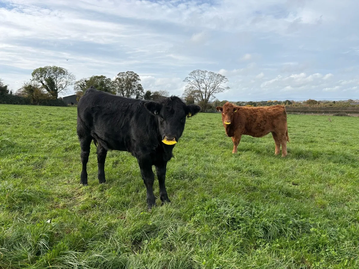 Organic Weanlings - Image 3