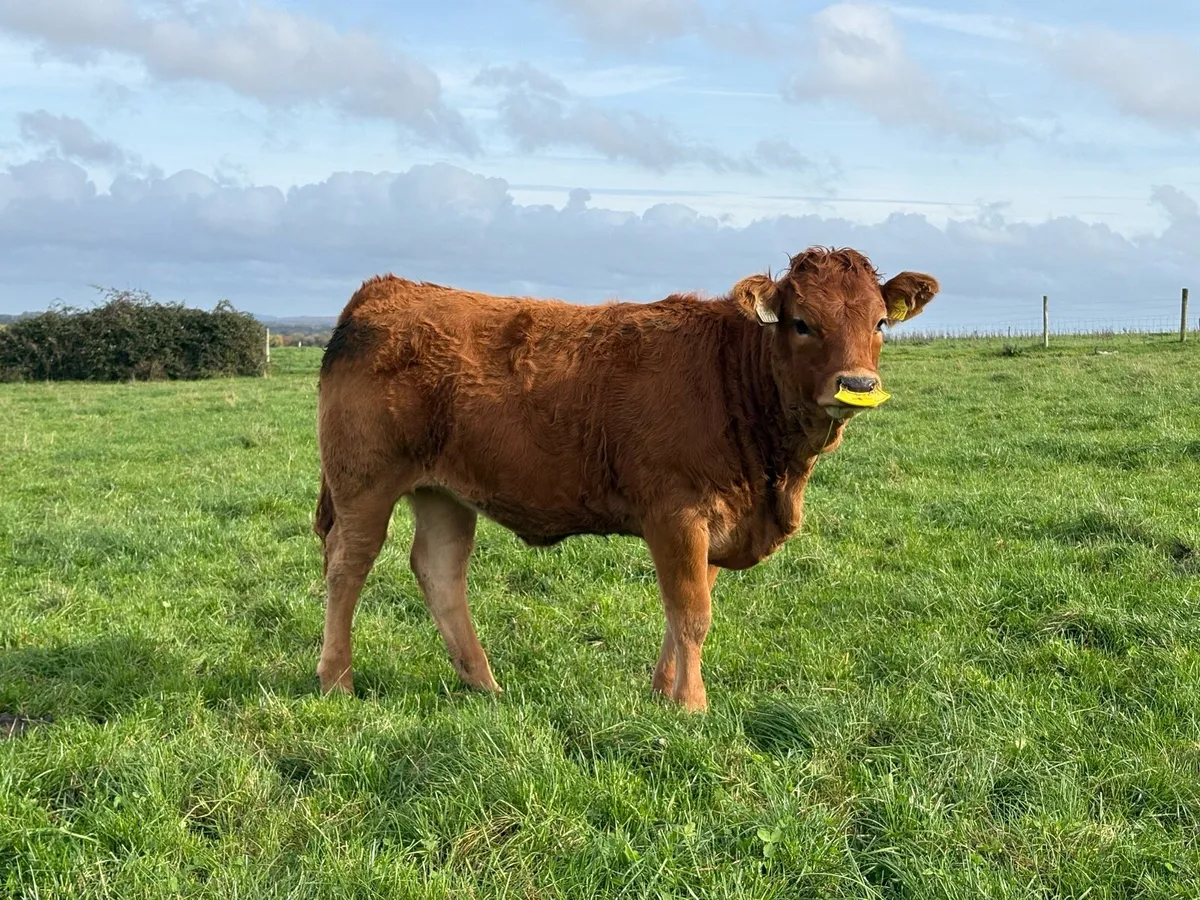 Organic Weanlings - Image 1