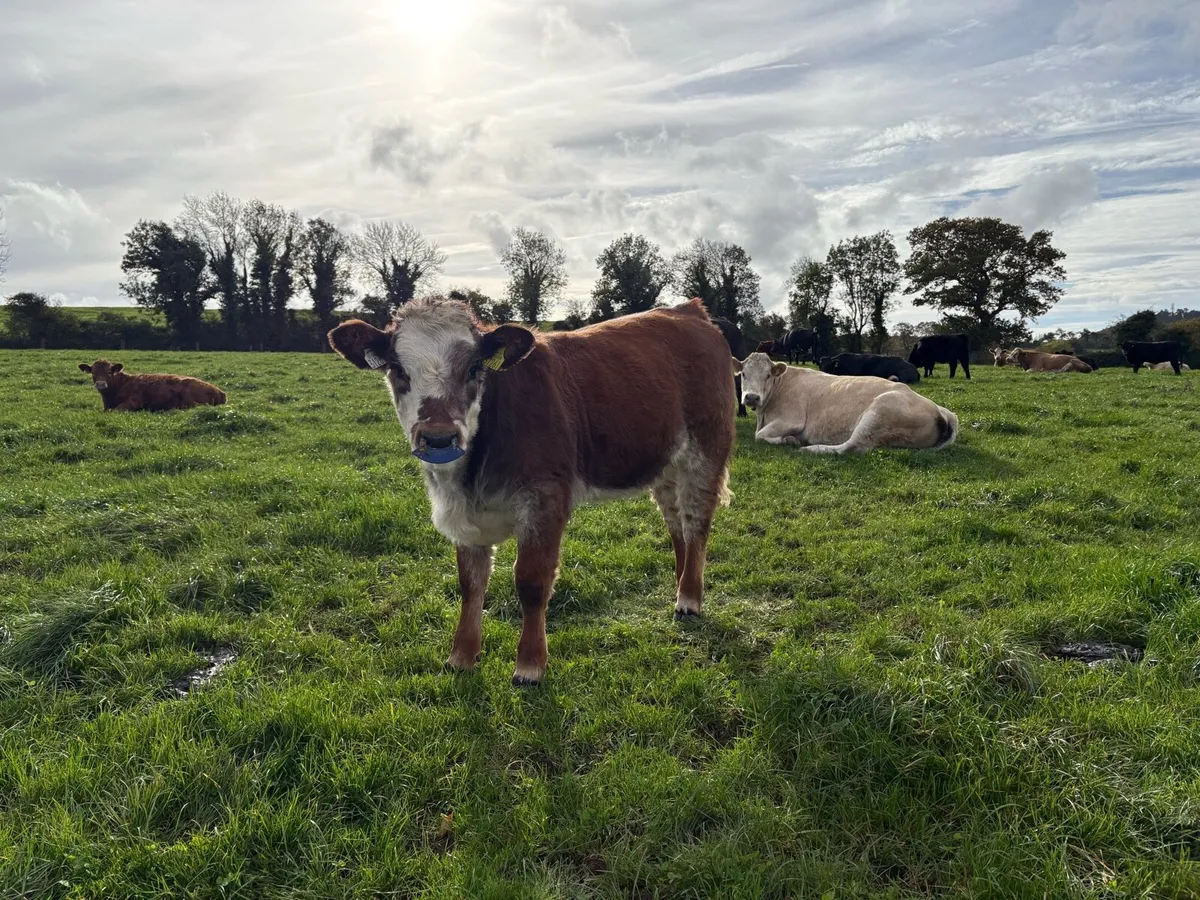 Organic Weanlings - Image 4