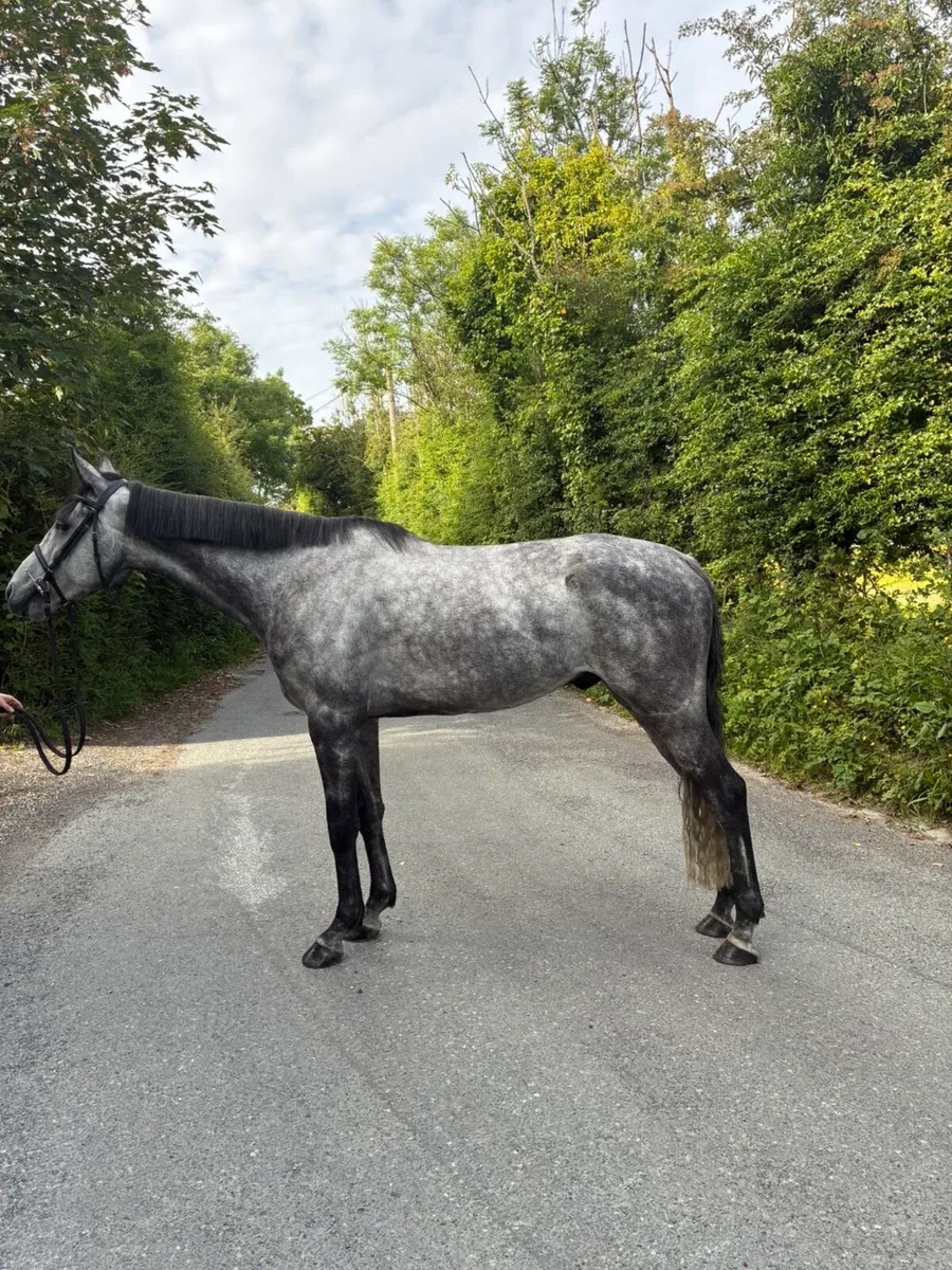 6yro ISH gelding - Image 1