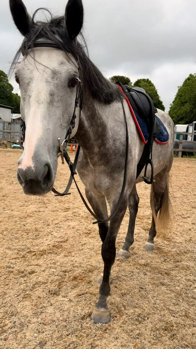 6yro ISH gelding - Image 2