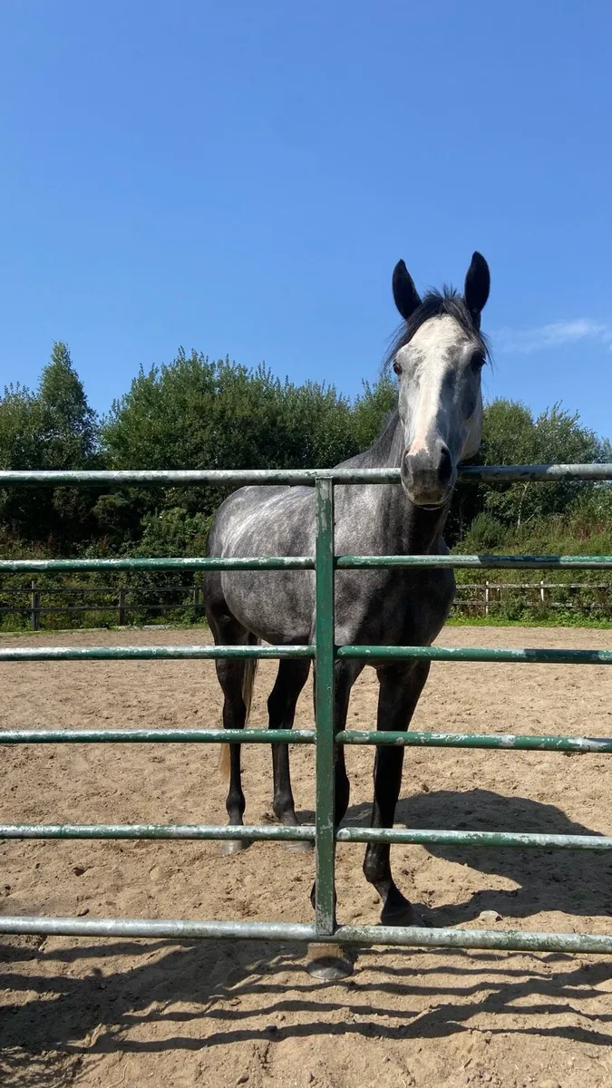 6yro ISH gelding - Image 3