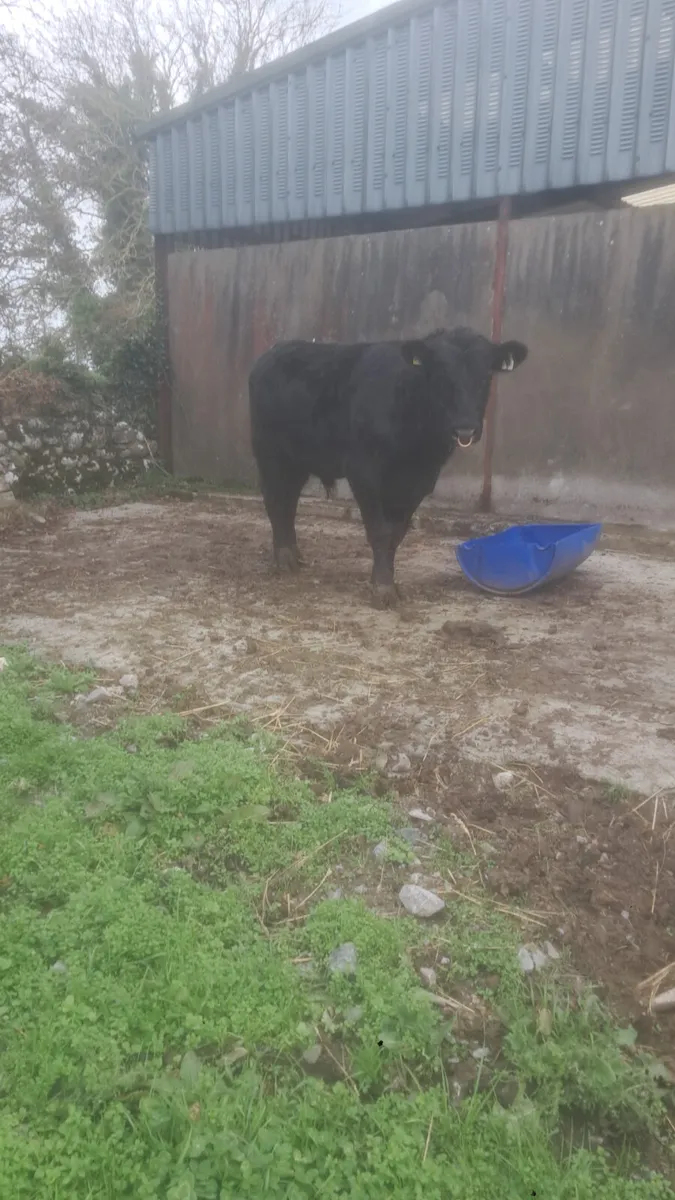 Angus bull for sale or hire - Image 2