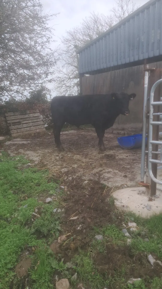 Angus bull for sale or hire - Image 1