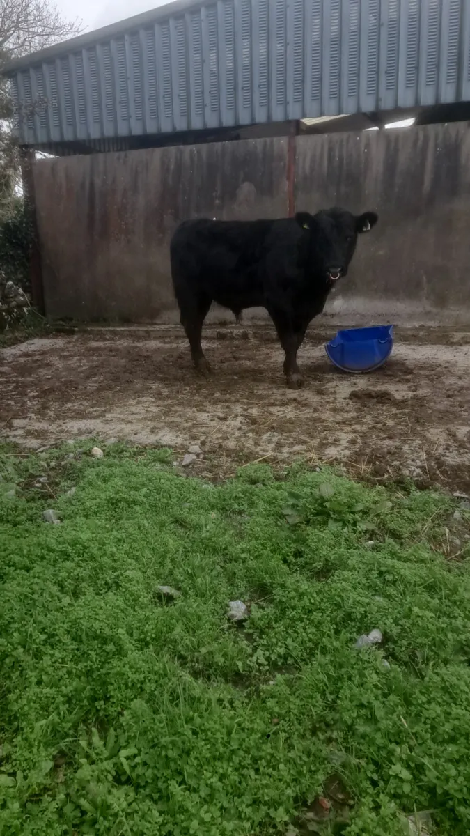 Angus bull for sale or hire - Image 3