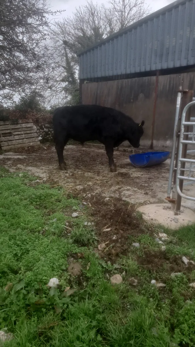 Angus bull for sale or hire - Image 4