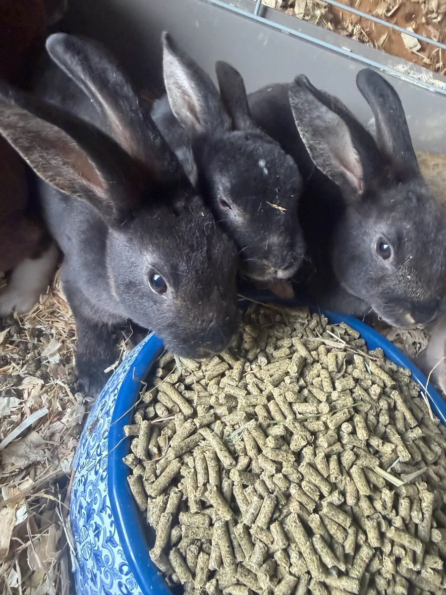 Mini Rex Rabbits - Image 2