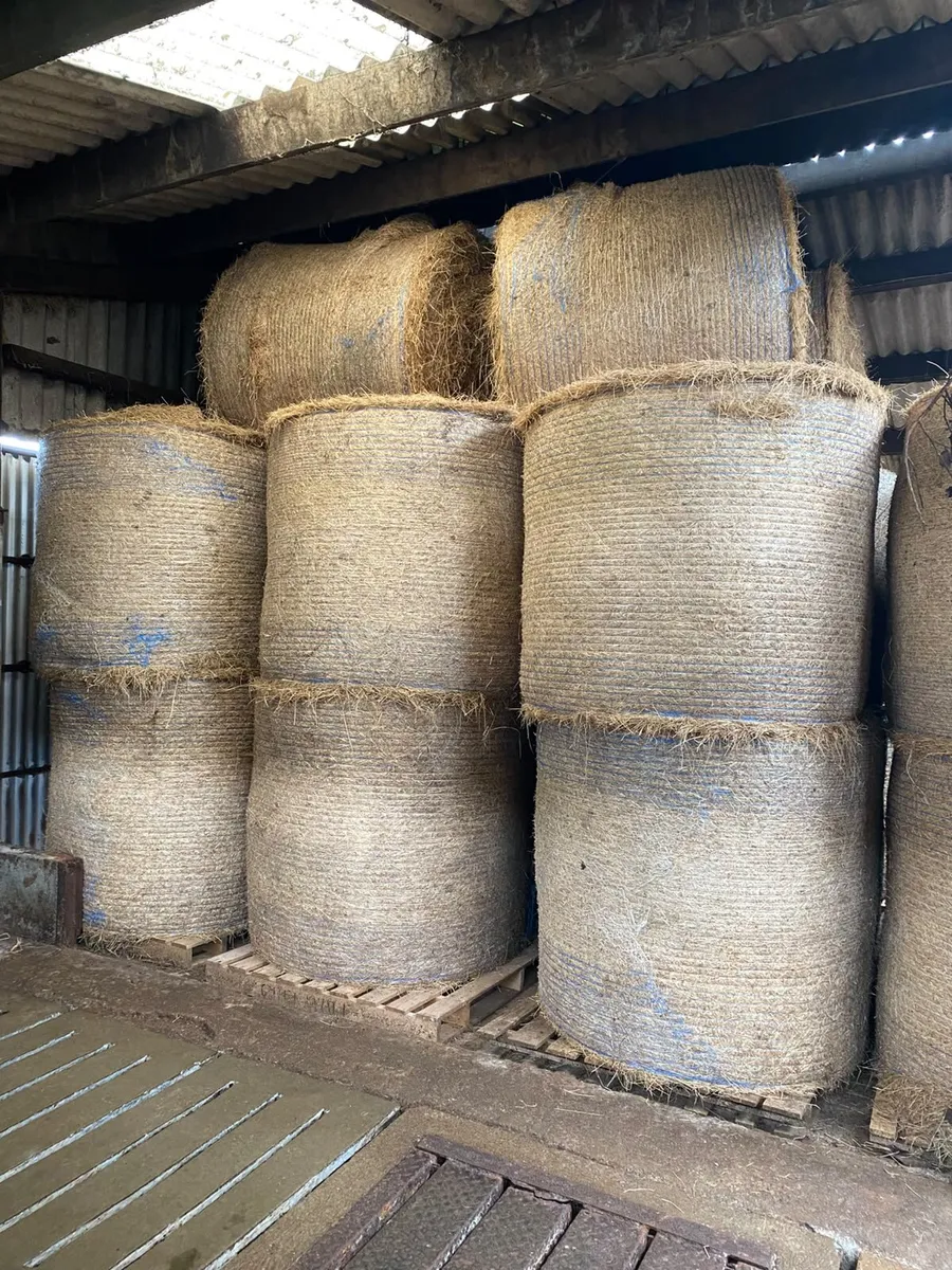 Hay - Image 2