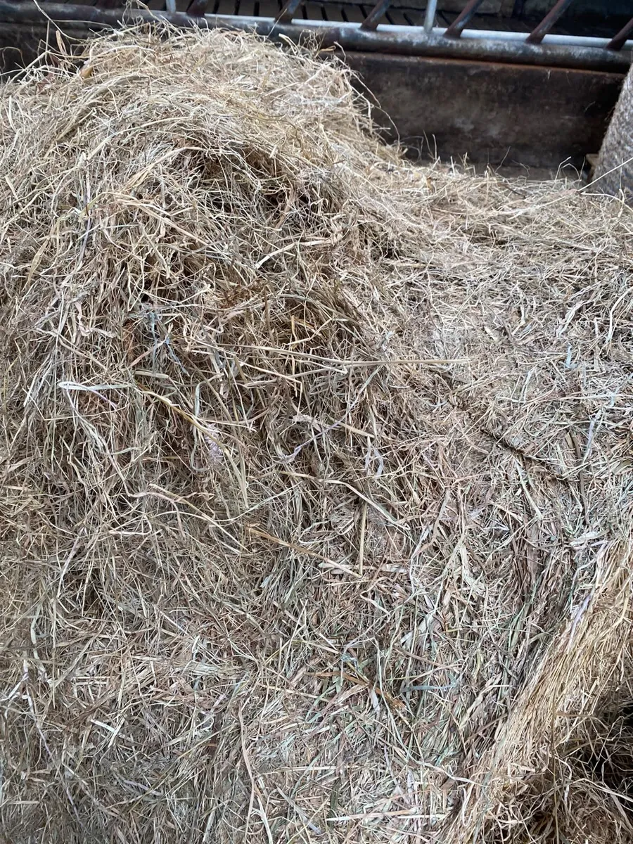 Hay - Image 3
