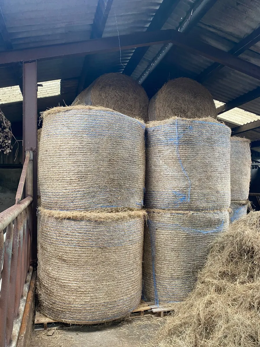 Hay - Image 4