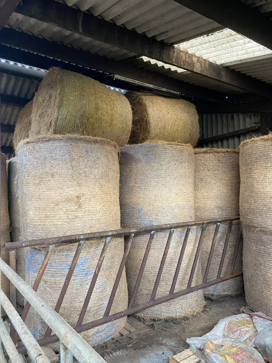 Hay - Image 1