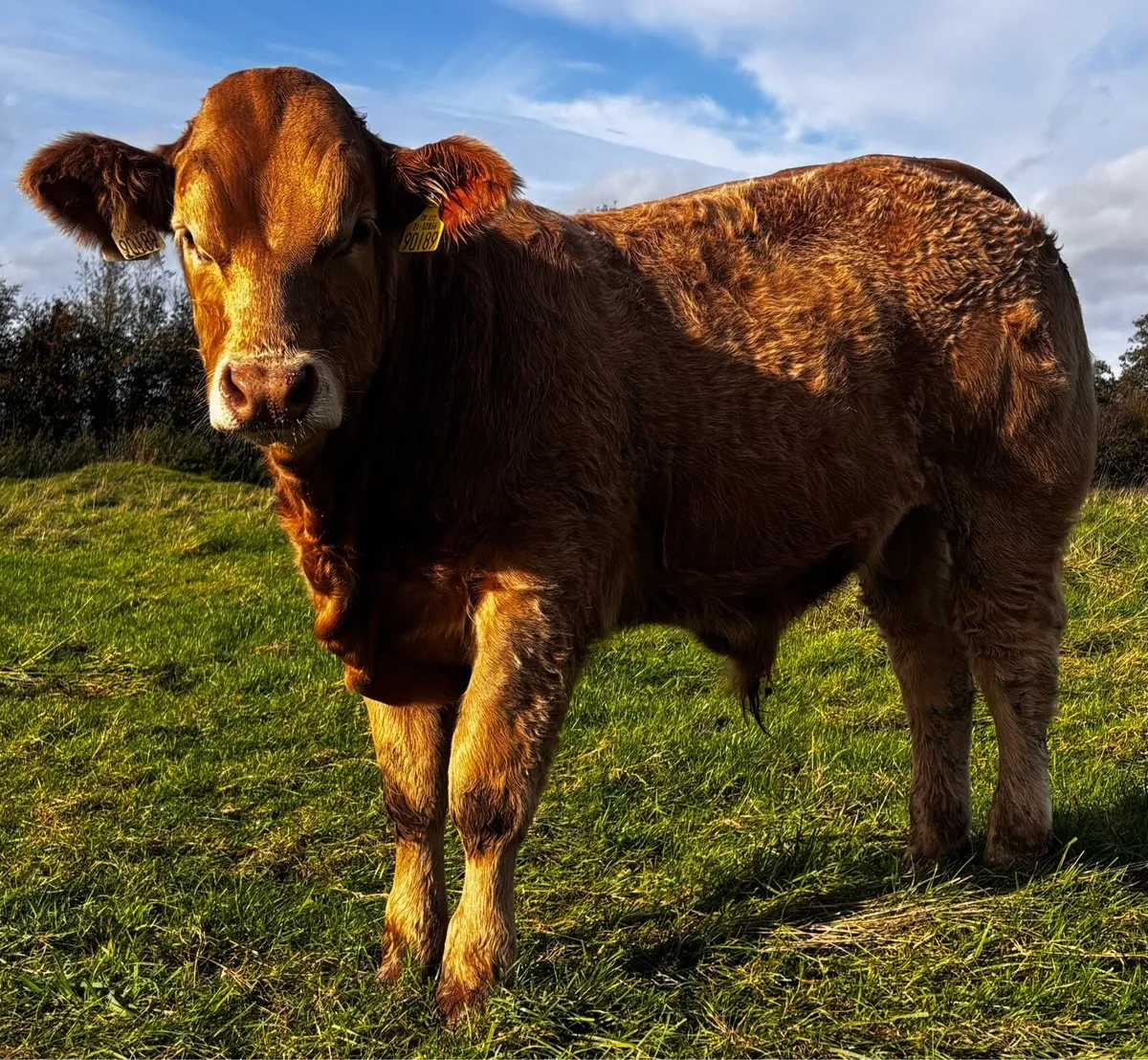 Hybrid Bull, for sale Carnaross mart Tue 3rd Nov - Image 2