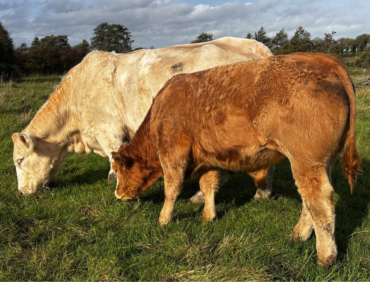 Hybrid Bull, for sale Carnaross mart Tue 3rd Nov - Image 4