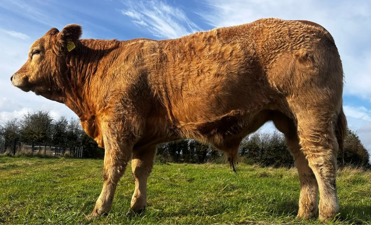 Hybrid Bull, for sale Carnaross mart Tue 3rd Nov - Image 3