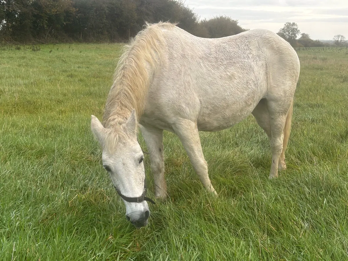 Connemara mare - Image 2