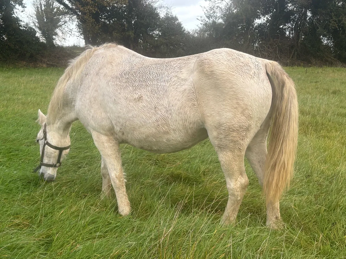 Connemara mare - Image 1
