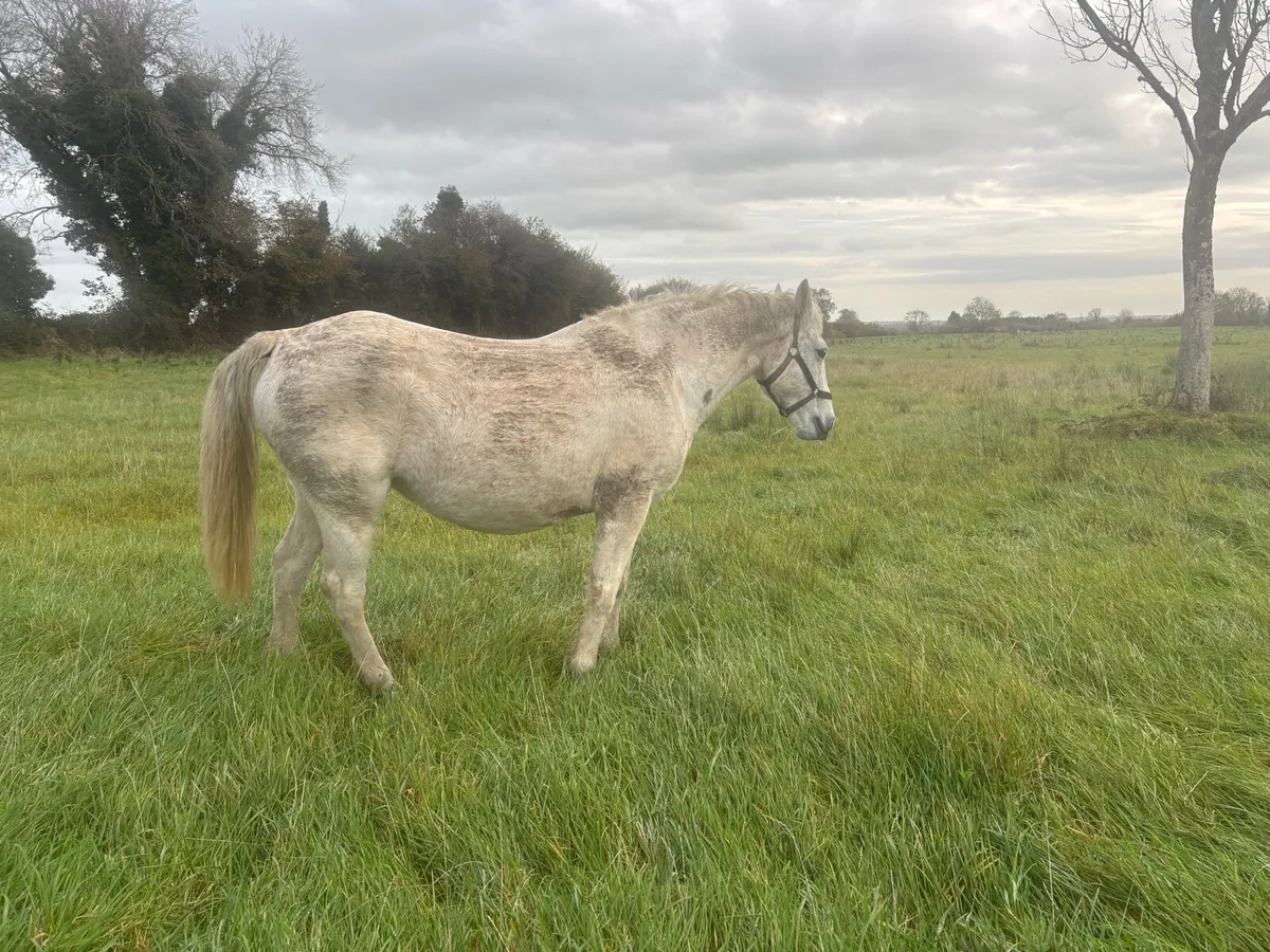 Connemara mare - Image 3