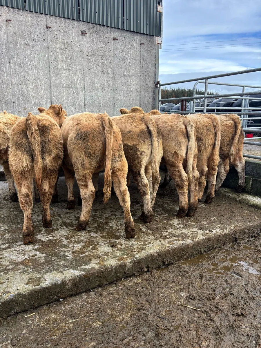 10 golden  Charolais heifers - Image 1