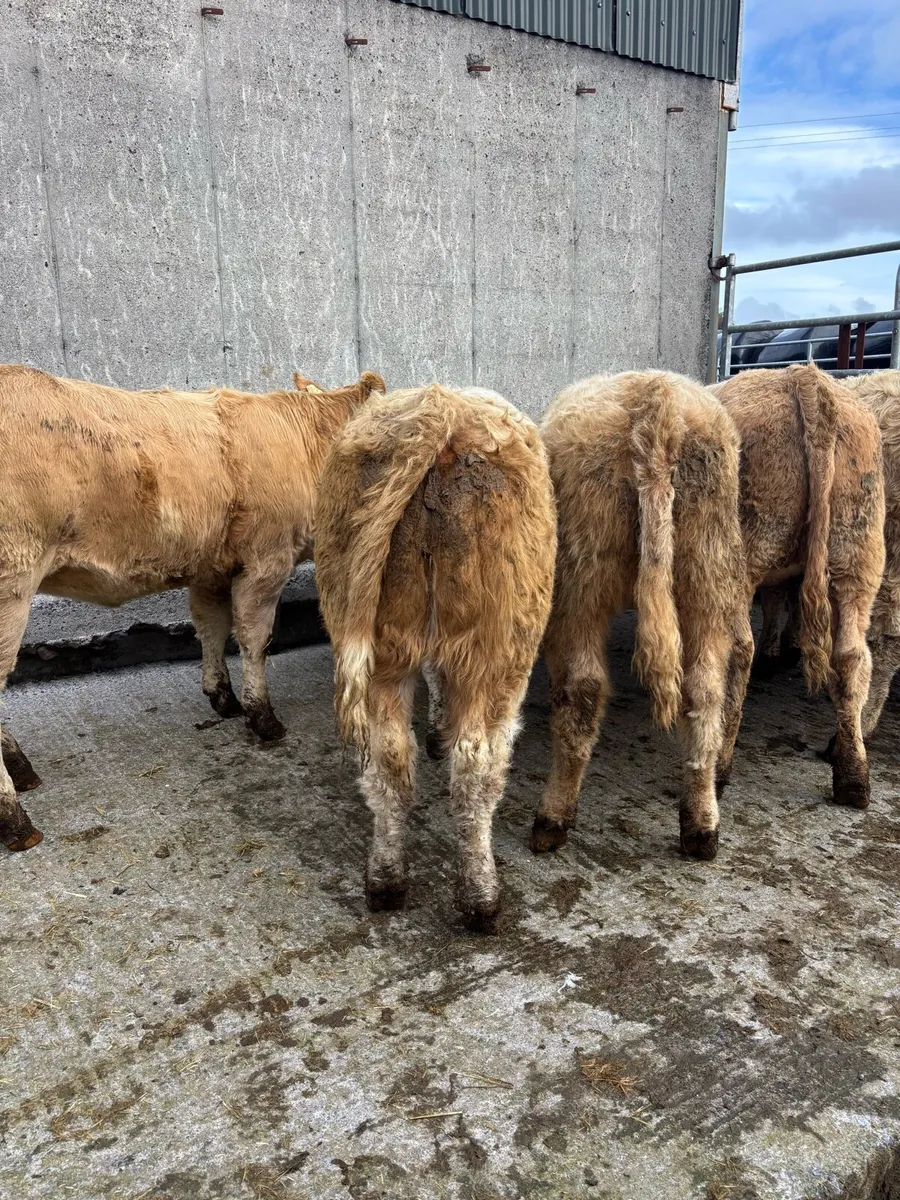 10 golden  Charolais heifers - Image 2