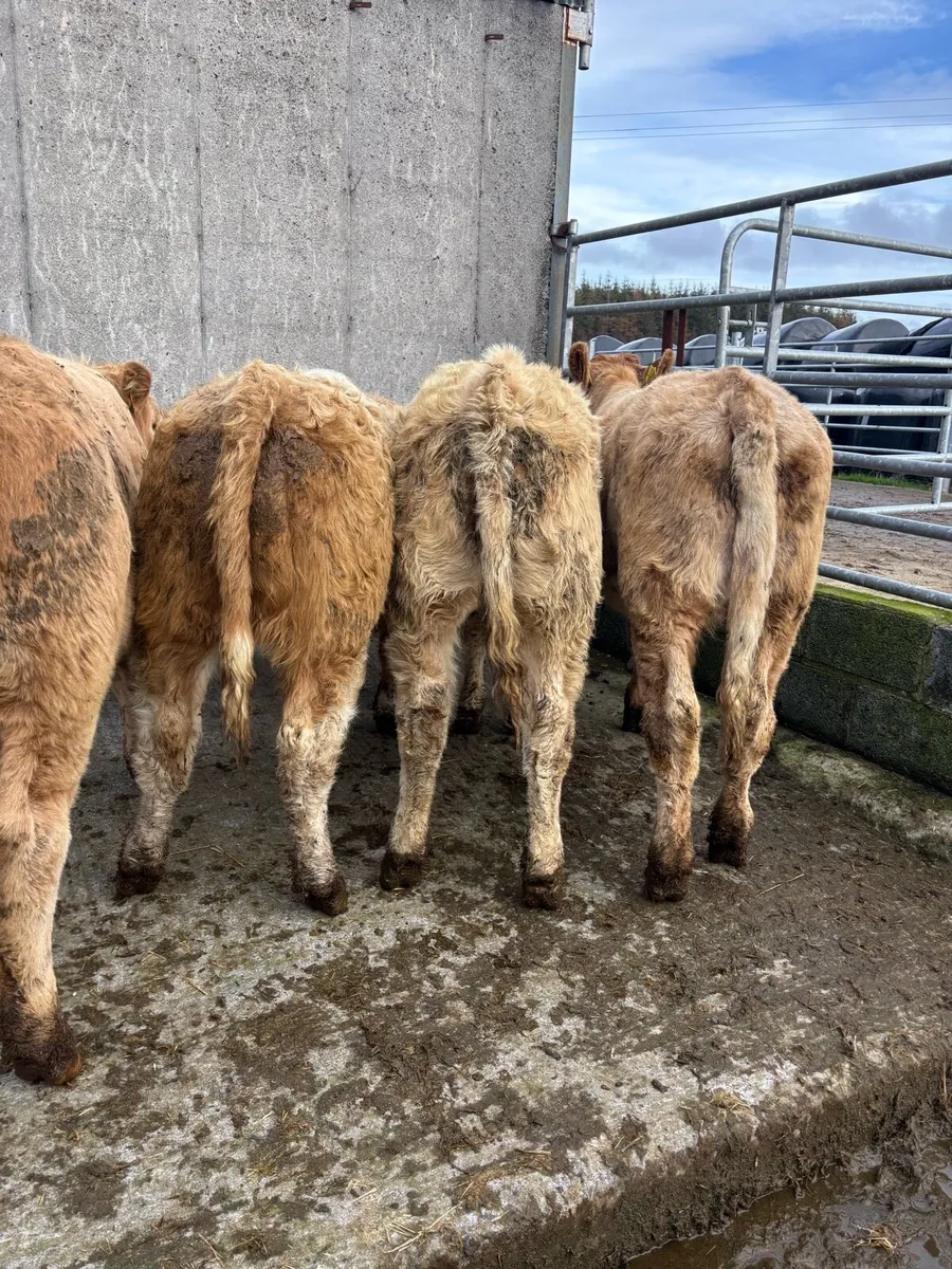 10 golden  Charolais heifers - Image 3