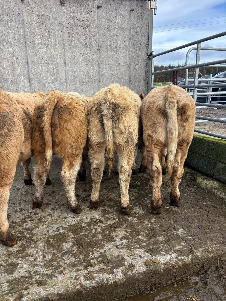 10 golden  Charolais heifers - Image 4