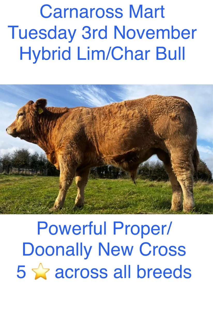 Hybrid Bull, for sale Carnaross mart Tue 3rd Nov - Image 1